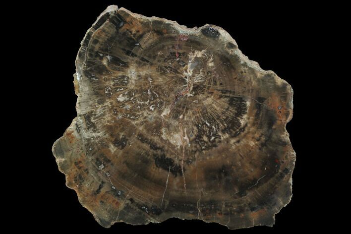 Polished Petrified Wood (Woodworthia) Section - Arizona #99010